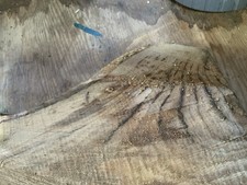 Waney Edge Live Edge Spalted